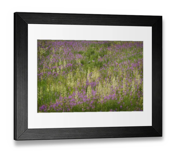 Framed Print : USA, Colorado, Gunnison National Forest. Fireweeds in mountain meadow