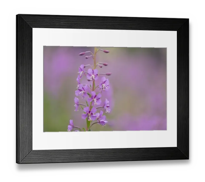Framed Print : USA, Colorado, Gunnison National Forest. Fireweed flowers close-up Framed Print : USA, Colorado, Gunnison National Forest. Fireweed flowers close-up