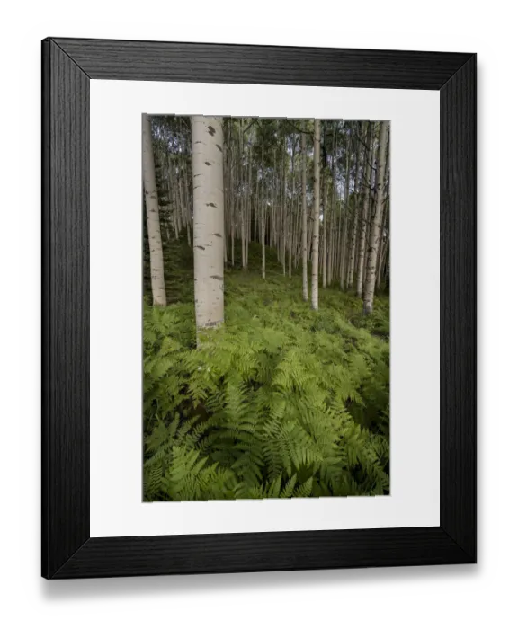 Framed Print : USA, Colorado, Gunnison National Forest. Aspen trees and western bracken ferns in forest Framed Print : USA, Colorado, Gunnison National Forest. Aspen trees and western bracken ferns in forest