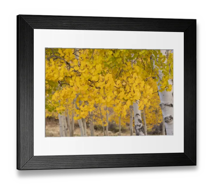 Framed Print : USA, Colorado, Uncompahgre National Forest. Close-up of aspen leaves in autumn