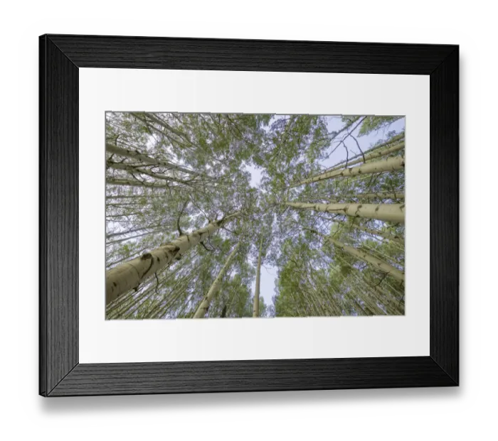 Framed Print : USA, Colorado, Gunnison National Forest. Looking up at aspen trees Framed Print : USA, Colorado, Gunnison National Forest. Looking up at aspen trees