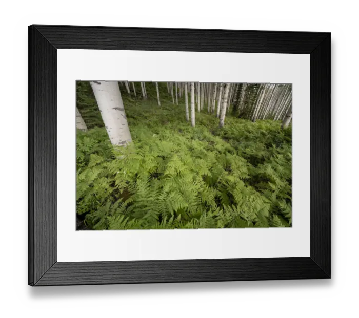 Framed Print : USA, Colorado, Gunnison National Forest. Aspen trees and western bracken ferns in forest