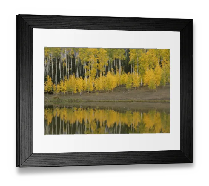 Framed Print : USA, Colorado, Uncompahgre National Forest. Autumn-colored aspens reflect in lake Framed Print : USA, Colorado, Uncompahgre National Forest. Autumn-colored aspens reflect in lake