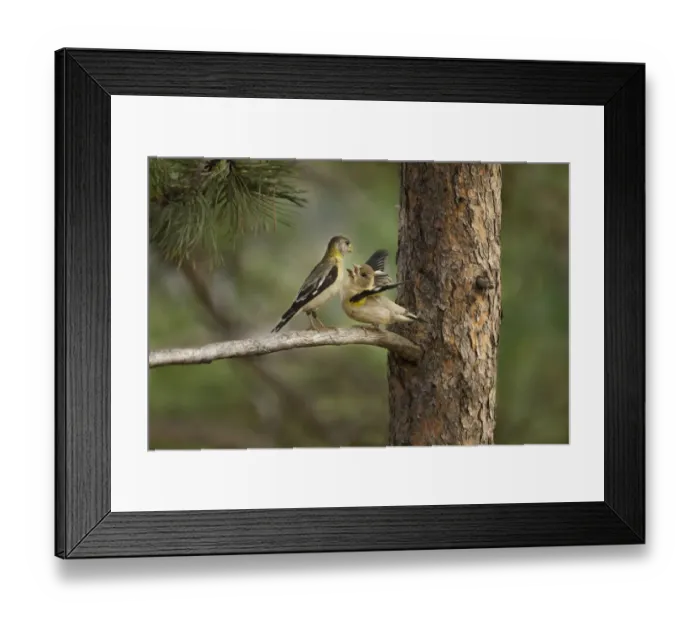 Framed Print : USA, Colorado, Woodland Park. Evening grosbeak female feeding fledgling while perched in pine tree Framed Print : USA, Colorado, Woodland Park. Evening grosbeak female feeding fledgling while perched in pine tree