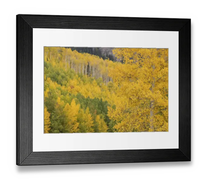 Framed Print : USA, Colorado, Uncompahgre National Forest. Autumn-colored forest Framed Print : USA, Colorado, Uncompahgre National Forest. Autumn-colored forest