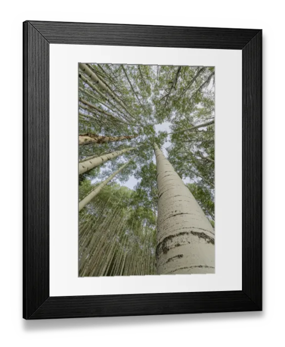 Framed Print : USA, Colorado, Gunnison National Forest. Looking up at aspen trees Framed Print : USA, Colorado, Gunnison National Forest. Looking up at aspen trees