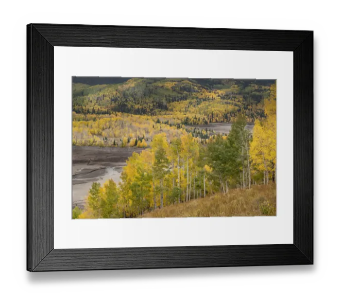 Framed Print : USA, Colorado, Uncompahgre National Forest. Mountain aspens in autumn color Framed Print : USA, Colorado, Uncompahgre National Forest. Mountain aspens in autumn color