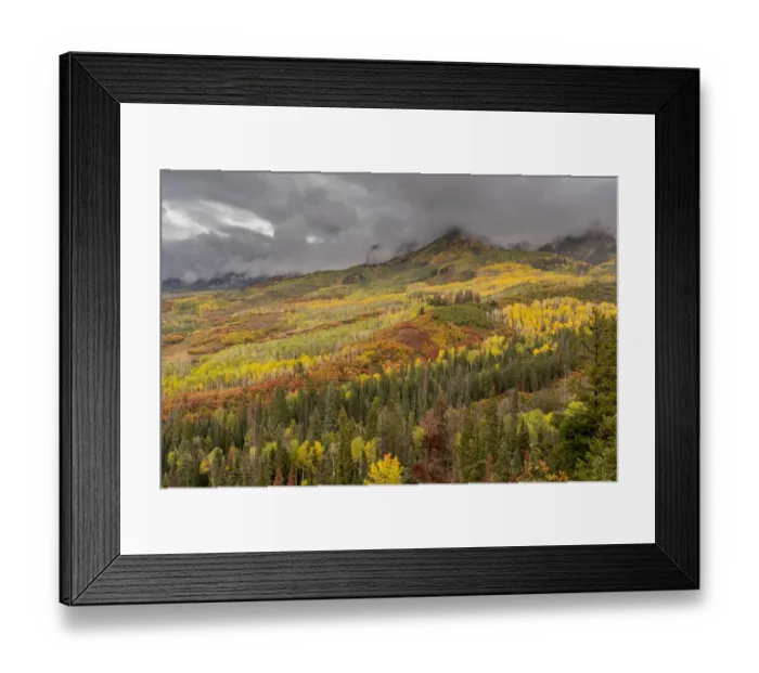 Framed Print : USA, Colorado, Uncompahgre National Forest. Autumn-colored forest and rain clouds Framed Print : USA, Colorado, Uncompahgre National Forest. Autumn-colored forest and rain clouds