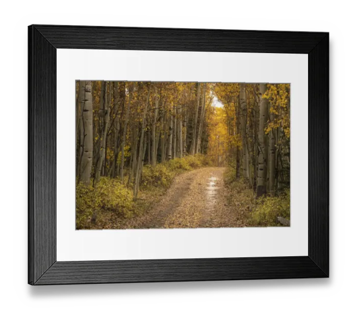 Framed Print : USA, Colorado, Uncompahgre National Forest. Road through aspen forest in autumn Framed Print : USA, Colorado, Uncompahgre National Forest. Road through aspen forest in autumn
