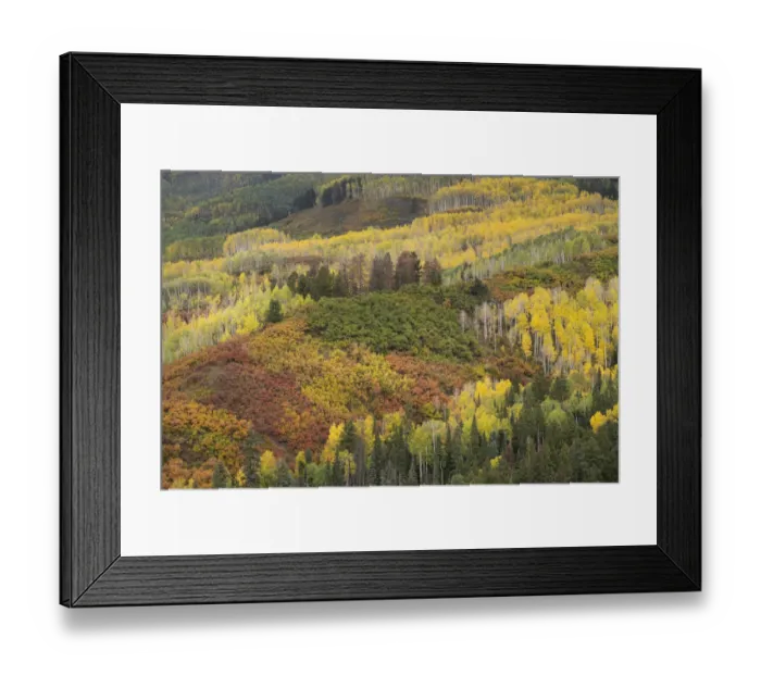 Framed Print : USA, Colorado, Uncompahgre National Forest. Autumn-colored forest Framed Print : USA, Colorado, Uncompahgre National Forest. Autumn-colored forest