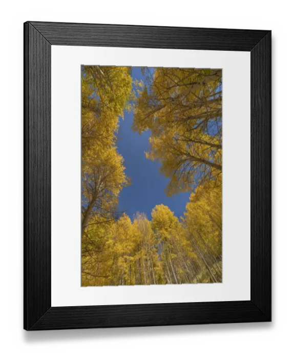 Framed Print : USA, Colorado, Uncompahgre National Forest. Aspen tree grove in fall color Framed Print : USA, Colorado, Uncompahgre National Forest. Aspen tree grove in fall color