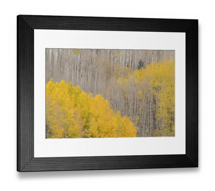 Framed Print : USA, Colorado, Uncompahgre National Forest. Autumn-colored aspens