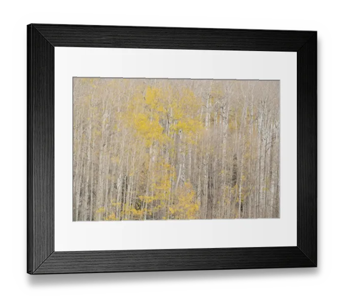 Framed Print : USA, Colorado, Uncompahgre National Forest. Autumn-colored aspens Framed Print : USA, Colorado, Uncompahgre National Forest. Autumn-colored aspens