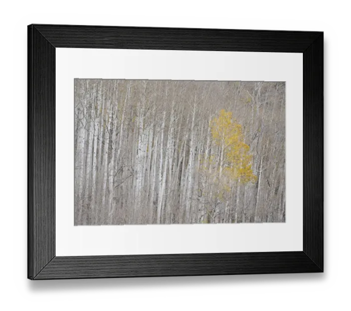 Framed Print : USA, Colorado, Uncompahgre National Forest. Autumn-colored aspens Framed Print : USA, Colorado, Uncompahgre National Forest. Autumn-colored aspens