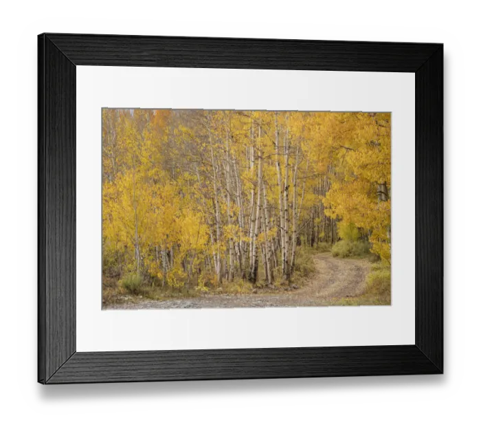 Framed Print : USA, Colorado, Uncompahgre National Forest. Road through aspen forest in autumn Framed Print : USA, Colorado, Uncompahgre National Forest. Road through aspen forest in autumn