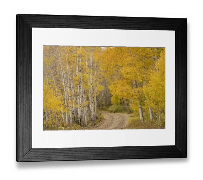 Framed Print : USA, Colorado, Uncompahgre National Forest. Road through aspen forest in autumn Framed Print : USA, Colorado, Uncompahgre National Forest. Road through aspen forest in autumn
