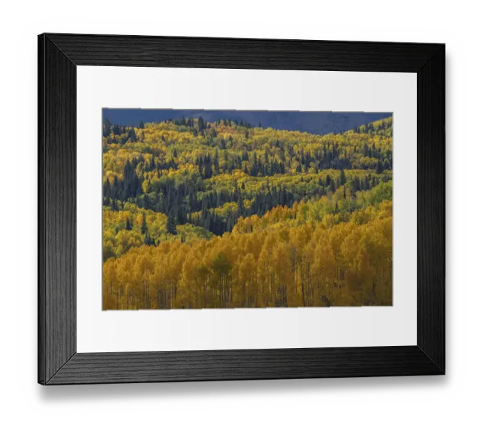 Framed Print : USA, Colorado, Uncompahgre National Forest. Autumn-colored forest