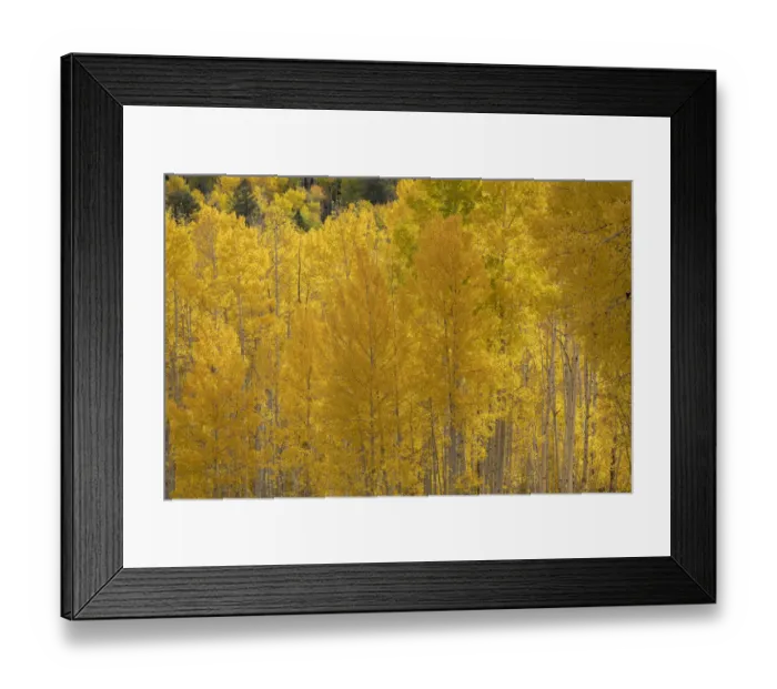 Framed Print : USA, Colorado, Uncompahgre National Forest. Autumn-colored forest Framed Print : USA, Colorado, Uncompahgre National Forest. Autumn-colored forest