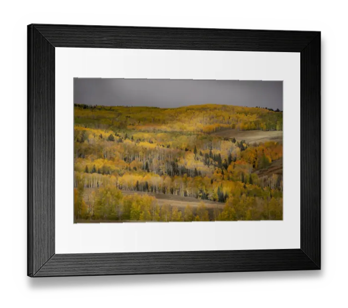 Framed Print : USA, Colorado, Uncompahgre National Forest. Autumn-colored forest Framed Print : USA, Colorado, Uncompahgre National Forest. Autumn-colored forest
