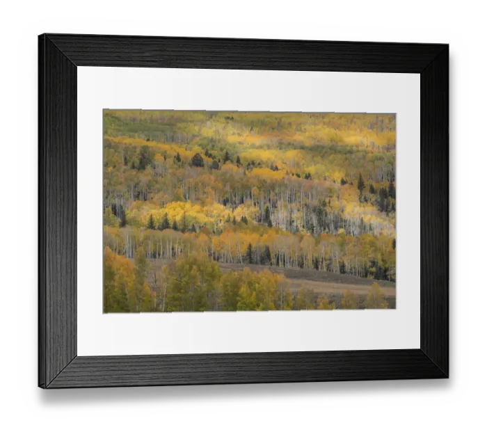 Framed Print : USA, Colorado, Uncompahgre National Forest. Autumn-colored forest