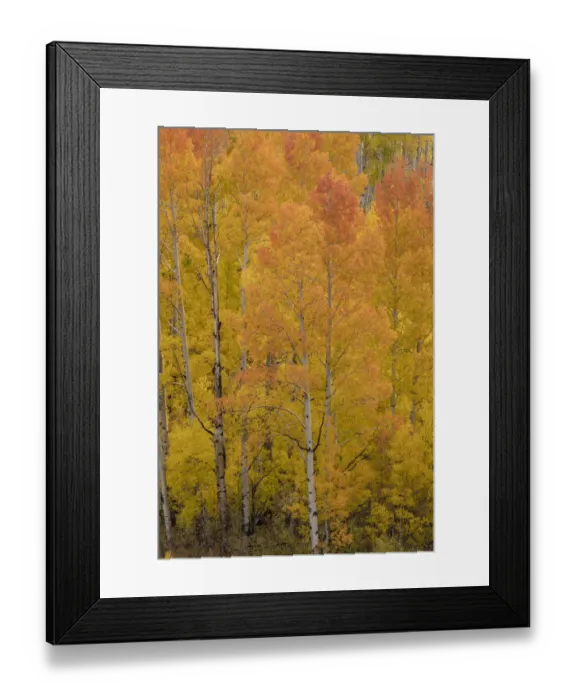 Framed Print : USA, Colorado, Uncompahgre National Forest. Golden forest of aspens on mountain