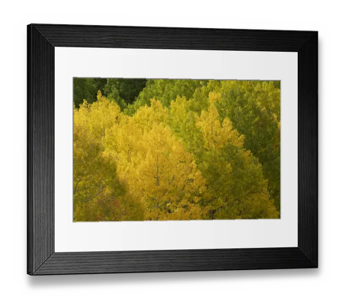 Framed Print : USA, Colorado, Uncompahgre National Forest. Autumn-colored forest