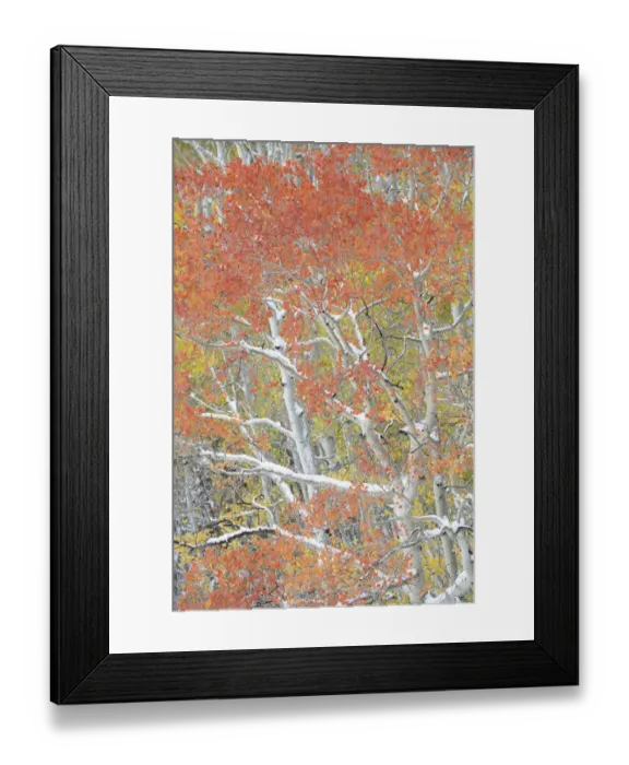 Framed Print : USA, Colorado, Uncompahgre National Forest. Autumn snow on aspen trees Framed Print : USA, Colorado, Uncompahgre National Forest. Autumn snow on aspen trees