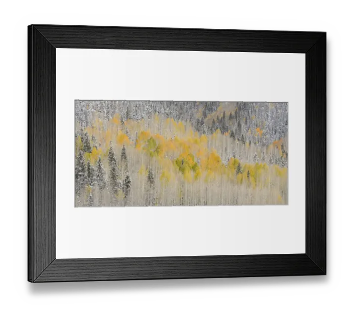 Framed Print : USA, Colorado, Uncompahgre National Forest. Panoramic of fresh snow and autumn colors on forest Framed Print : USA, Colorado, Uncompahgre National Forest. Panoramic of fresh snow and autumn colors on forest