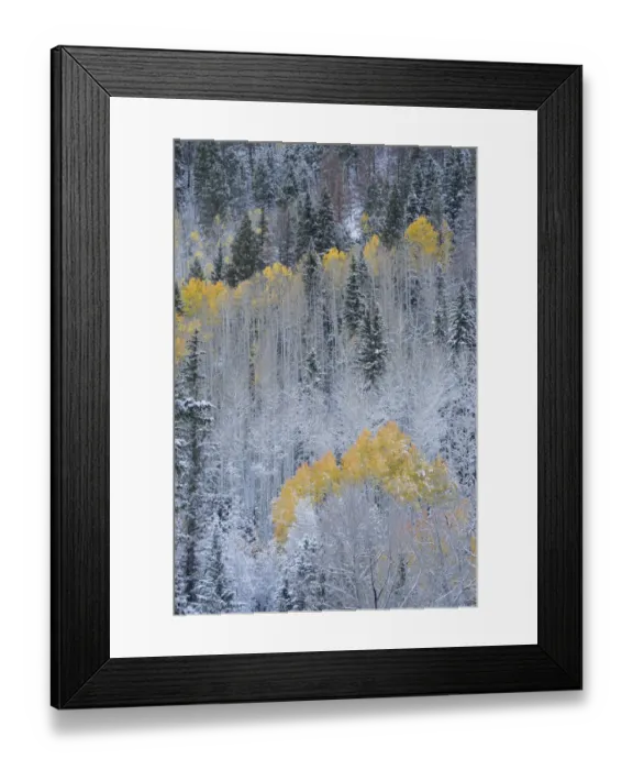 Framed Print : USA, Colorado, Uncompahgre National Forest. Fresh autumn snow on aspens and evergreens Framed Print : USA, Colorado, Uncompahgre National Forest. Fresh autumn snow on aspens and evergreens