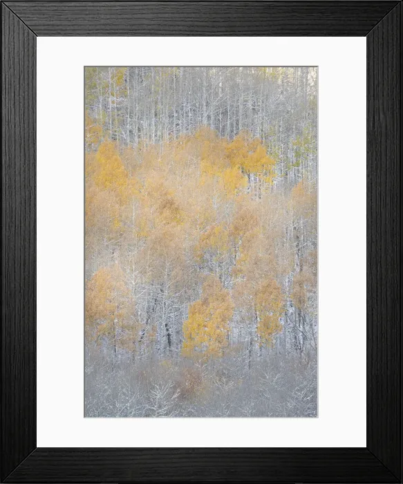 Framed Print : USA, Colorado, Uncompahgre National Forest. Fresh autumn snow on aspens Framed Print : USA, Colorado, Uncompahgre National Forest. Fresh autumn snow on aspens