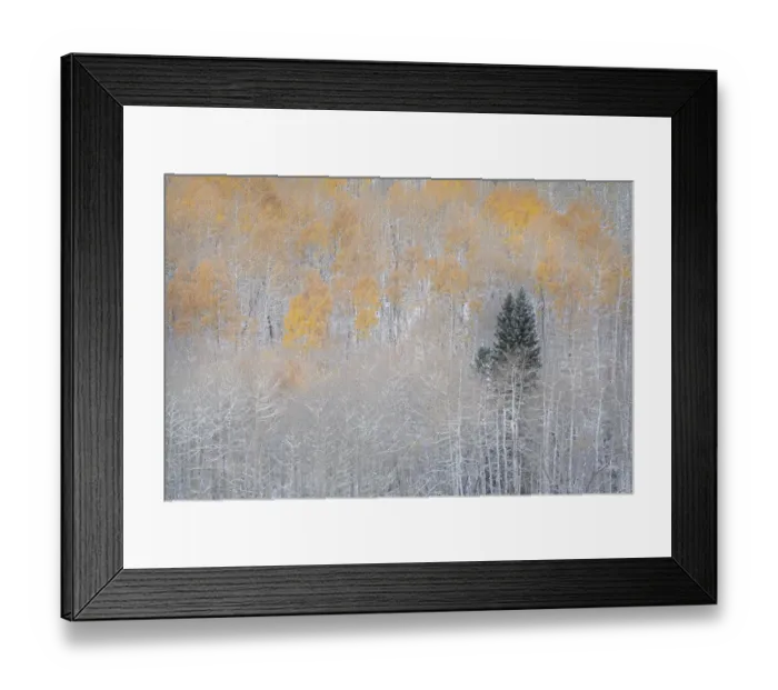 Framed Print : USA, Colorado, Uncompahgre National Forest. Fresh autumn snow on aspens and evergreen Framed Print : USA, Colorado, Uncompahgre National Forest. Fresh autumn snow on aspens and evergreen