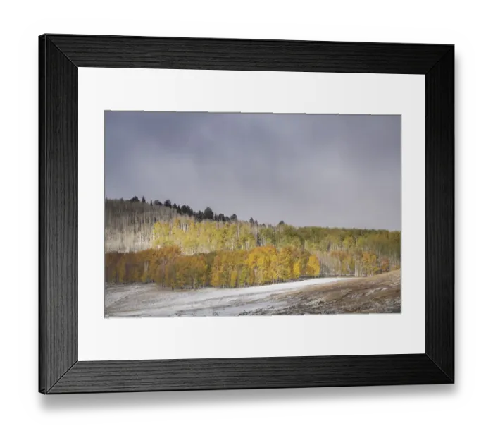 Framed Print : USA, Colorado, Uncompahgre National Forest. Aspen forest in late autumn Framed Print : USA, Colorado, Uncompahgre National Forest. Aspen forest in late autumn