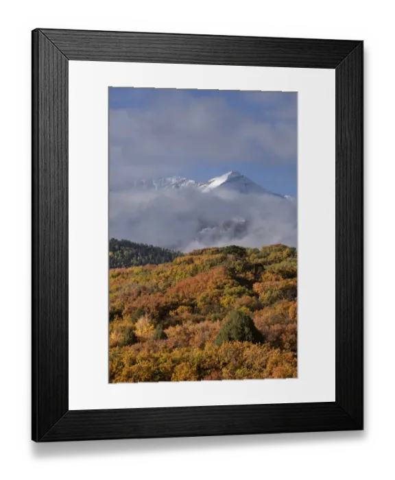 Framed Print : USA, Colorado, Uncompahgre National Forest. Autumn forest and Sneffels Range Framed Print : USA, Colorado, Uncompahgre National Forest. Autumn forest and Sneffels Range