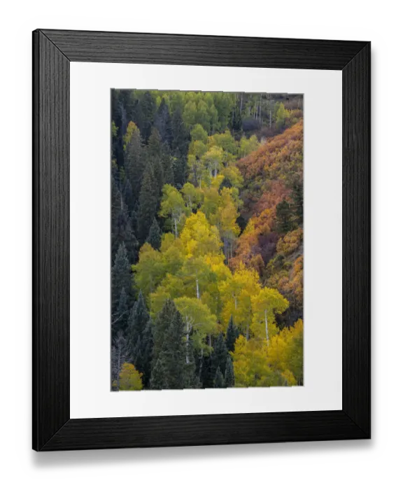 Framed Print : USA, Colorado, Uncompahgre National Forest. Overview of aspen and Gambels oak trees in ravine Framed Print : USA, Colorado, Uncompahgre National Forest. Overview of aspen and Gambels oak trees in ravine