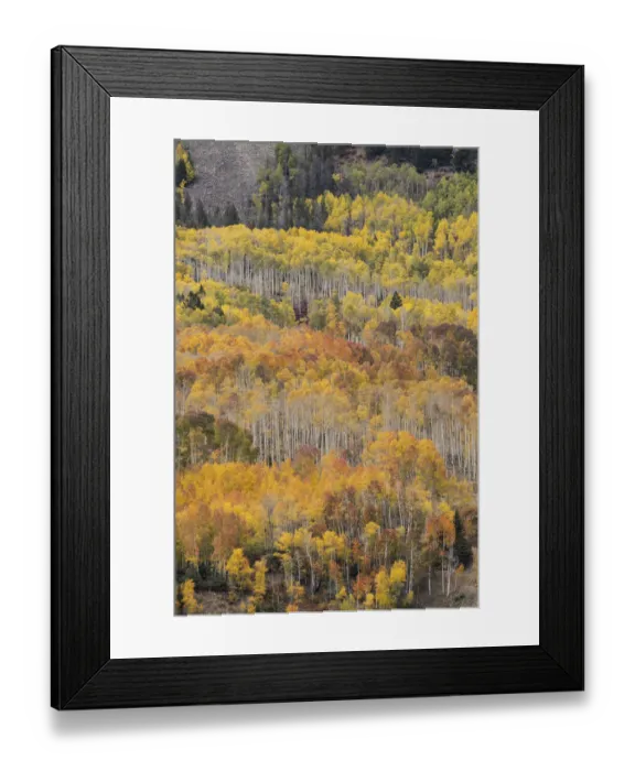 Framed Print : USA, Colorado, Uncompahgre National Forest. Autumn-colored forest Framed Print : USA, Colorado, Uncompahgre National Forest. Autumn-colored forest