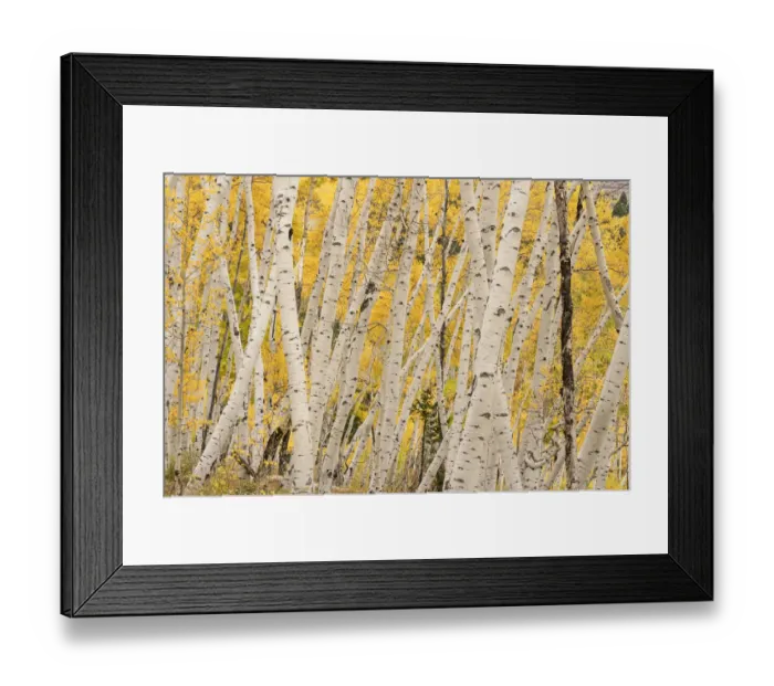 Framed Print : USA, Colorado, Uncompahgre National Forest. Forest of aspen trees