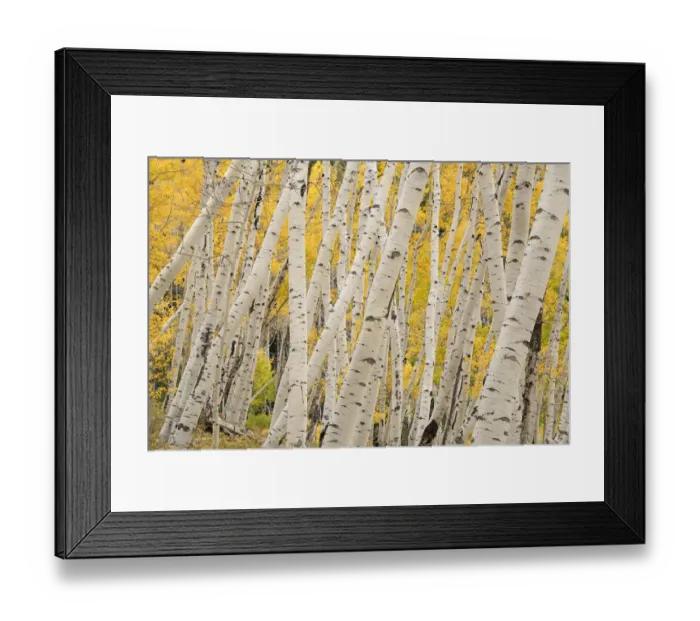 Framed Print : USA, Colorado, Uncompahgre National Forest. Forest of aspen trees