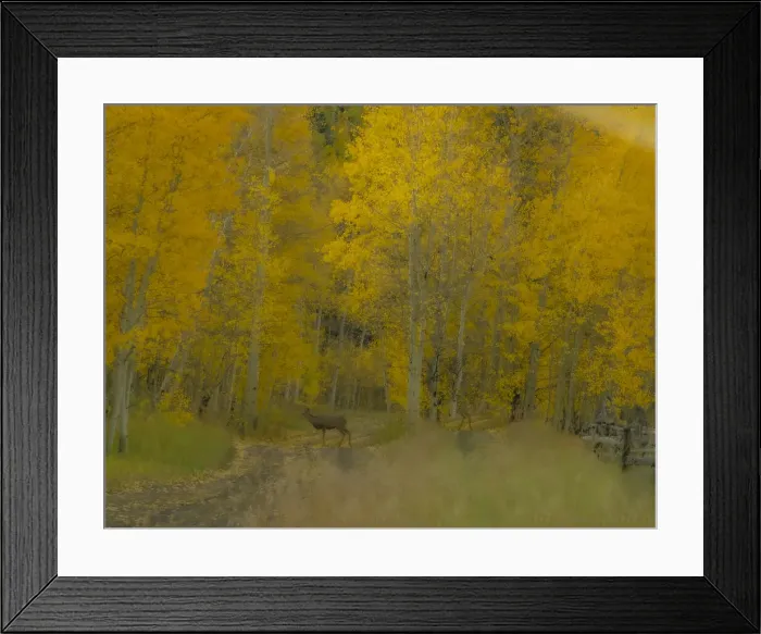 Framed Print : USA, Colorado, Fall colors Framed Print : USA, Colorado, Fall colors