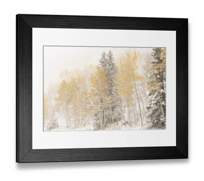 Framed Print : USA, Colorado, Uncompahgre National Forest. Aspen and spruce after autumn snowstorm Framed Print : USA, Colorado, Uncompahgre National Forest. Aspen and spruce after autumn snowstorm