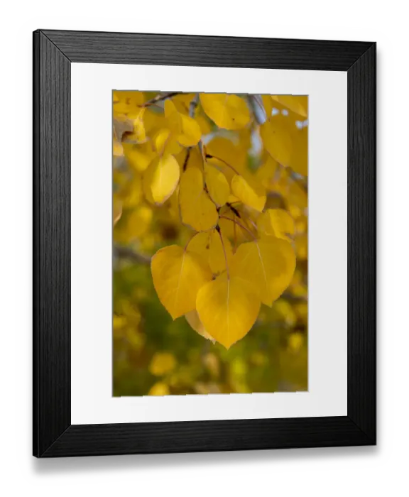 Framed Print : USA, Colorado, Teller County, Victor, Vindicator Valley Trail. Historic gold mining district, one of the most productive in the country in late 1800 s