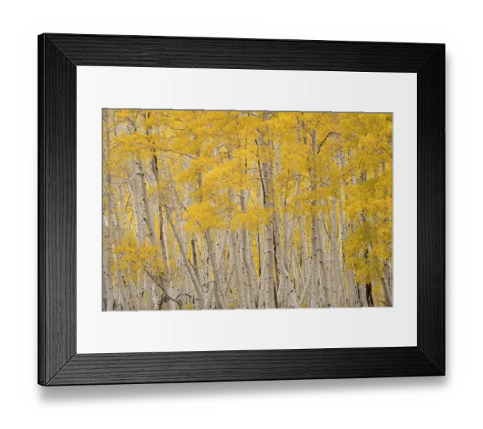 Framed Print : USA, Colorado, Uncompahgre National Forest. Aspen trees in autumn Framed Print : USA, Colorado, Uncompahgre National Forest. Aspen trees in autumn