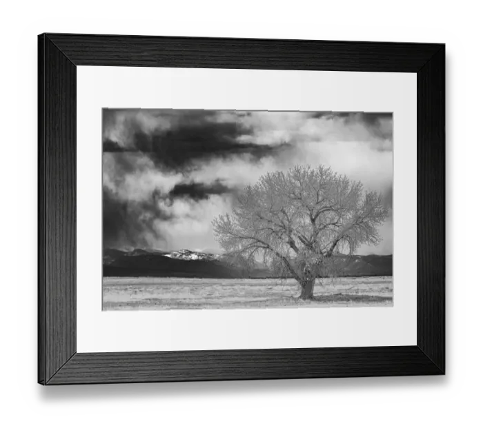 Framed Print : Lone tree Framed Print : Lone tree