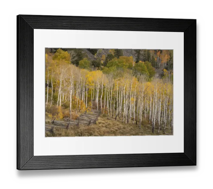 Framed Print : USA, Colorado, Uncompahgre National Forest. Autumn aspen trees and split-rail fence Framed Print : USA, Colorado, Uncompahgre National Forest. Autumn aspen trees and split-rail fence