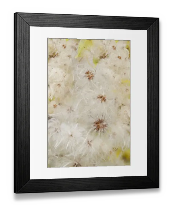 Framed Print : USA, Colorado, Uncompahgre National Forest. Seedheads of clematis plant Framed Print : USA, Colorado, Uncompahgre National Forest. Seedheads of clematis plant