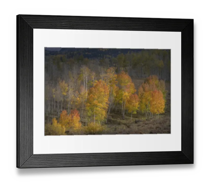 Framed Print : USA, Colorado, Uncompahgre National Forest. Aspen trees in late autumn Framed Print : USA, Colorado, Uncompahgre National Forest. Aspen trees in late autumn