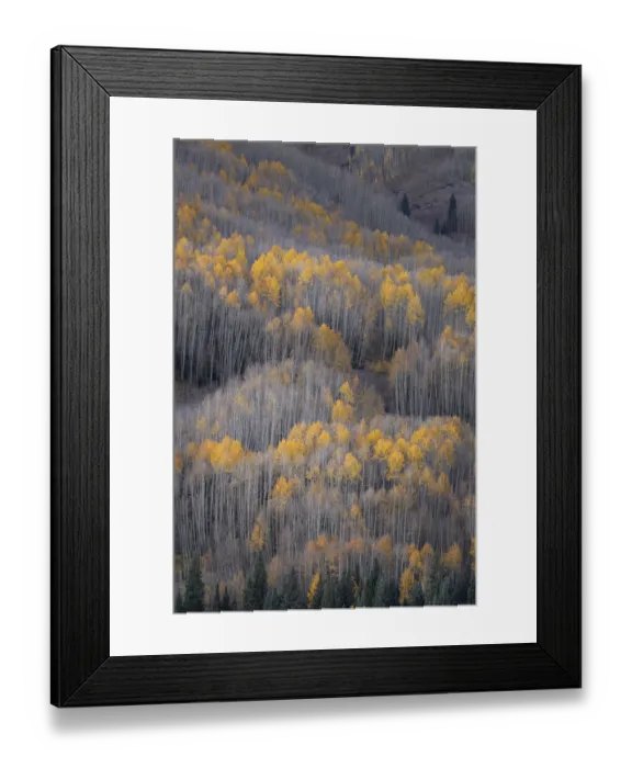 Framed Print : USA, Colorado, White River National Forest. Aspen forest in autumn Framed Print : USA, Colorado, White River National Forest. Aspen forest in autumn