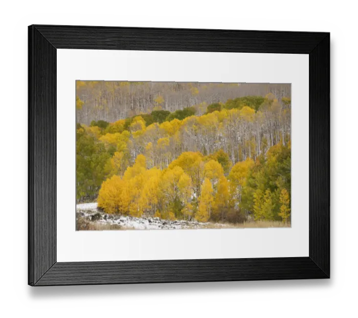 Framed Print : USA, Colorado, Uncompahgre National Forest. Fresh snow and autumn colors on forest Framed Print : USA, Colorado, Uncompahgre National Forest. Fresh snow and autumn colors on forest