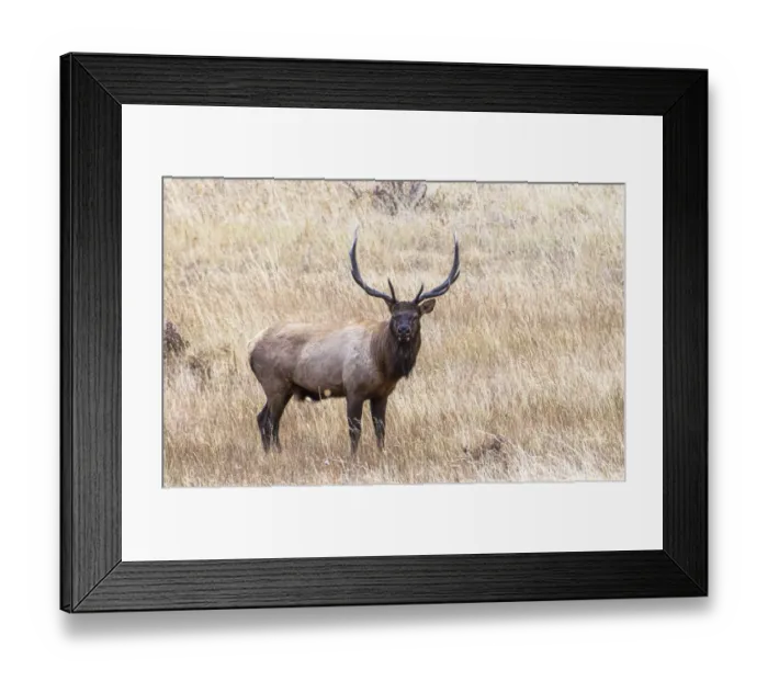 Framed Print : USA, bull elk Framed Print : USA, bull elk
