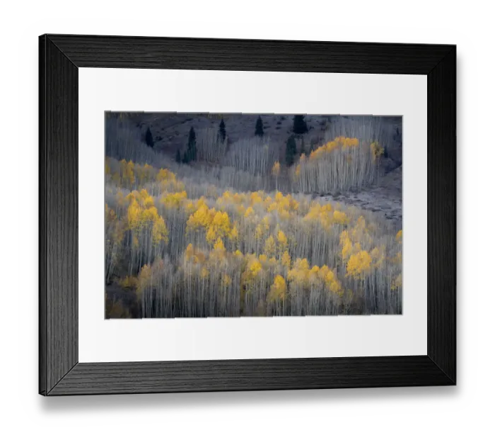 Framed Print : USA, Colorado, White River National Forest. Aspen forest in autumn Framed Print : USA, Colorado, White River National Forest. Aspen forest in autumn