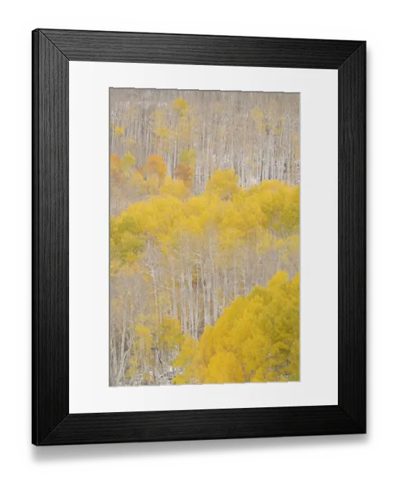 Framed Print : USA, Colorado, Uncompahgre National Forest. Aspens after autumn snowstorm Framed Print : USA, Colorado, Uncompahgre National Forest. Aspens after autumn snowstorm